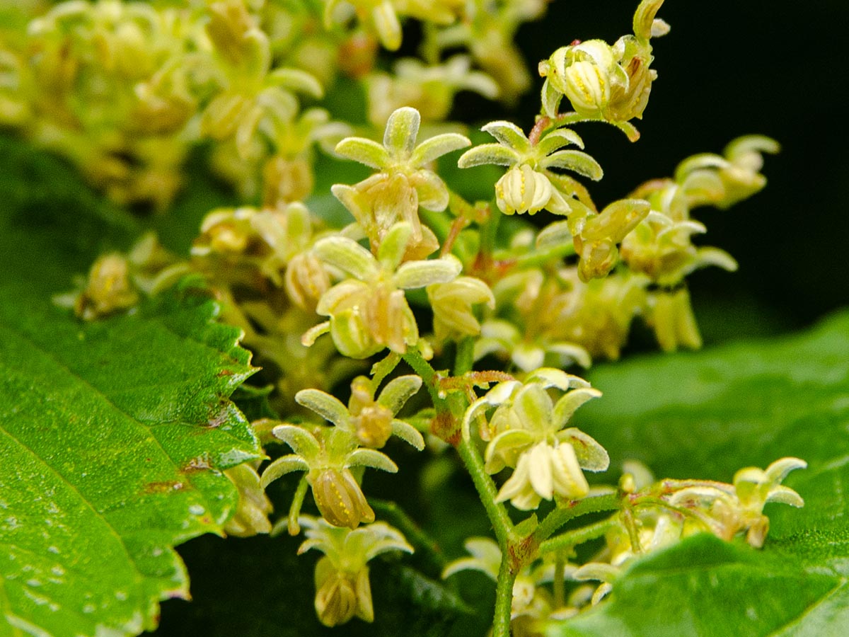 Bl&uuml;ten
